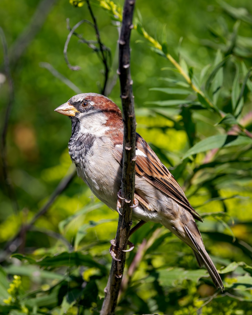 gråspurv - ML647393770