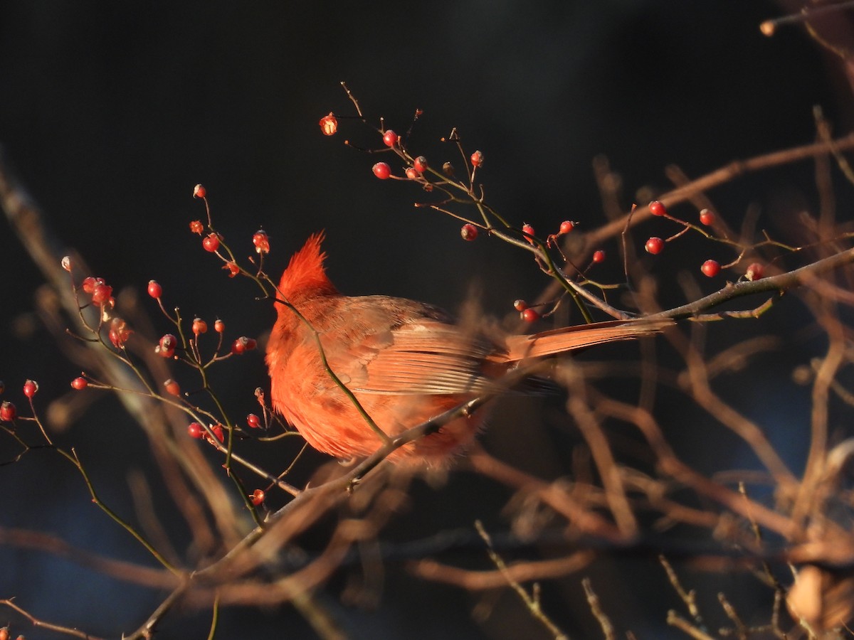 Northern Cardinal - ML647393778