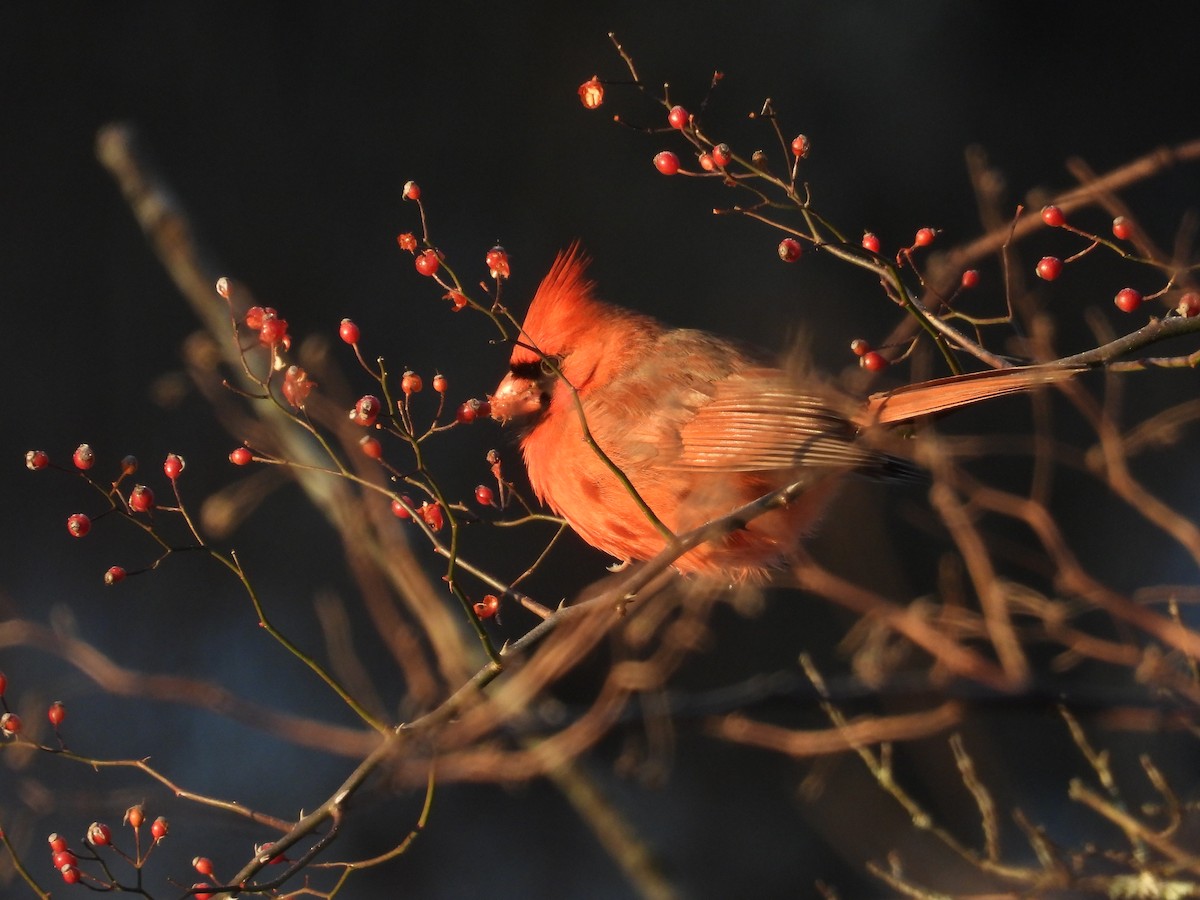 Northern Cardinal - ML647393792