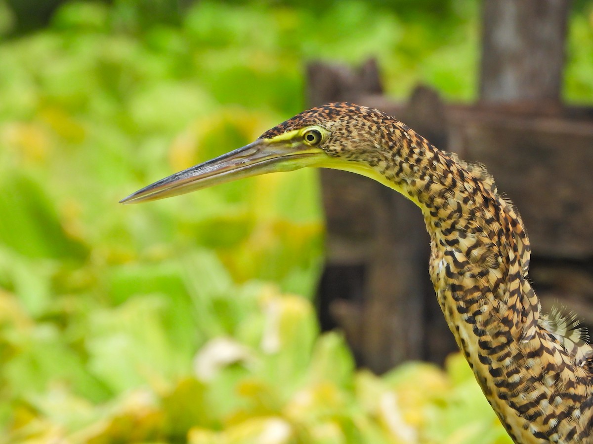 Onoré du Mexique - ML647393793