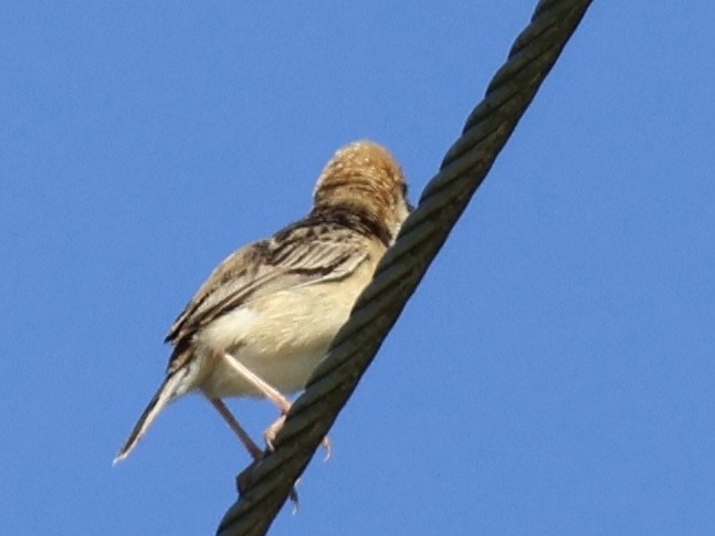 Golden-headed Cisticola - ML647393802