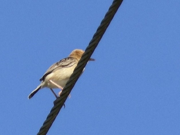 Golden-headed Cisticola - ML647393803