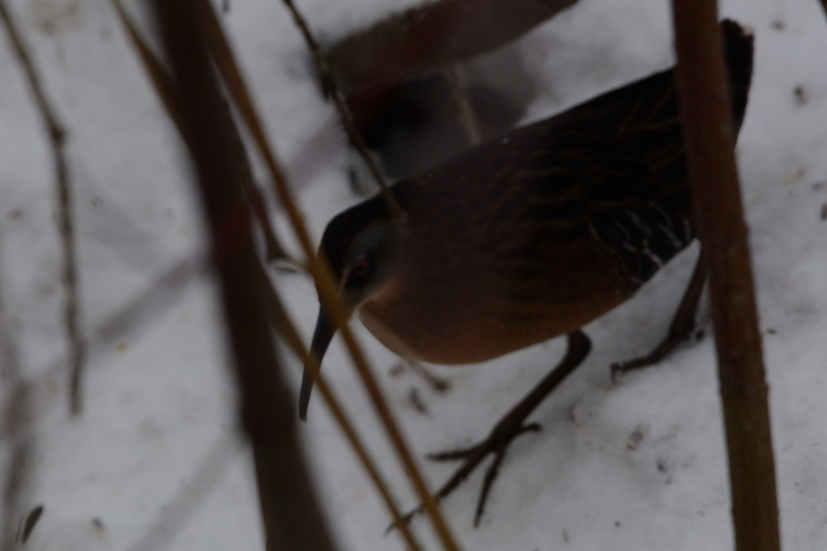 Virginia Rail - ML647393808