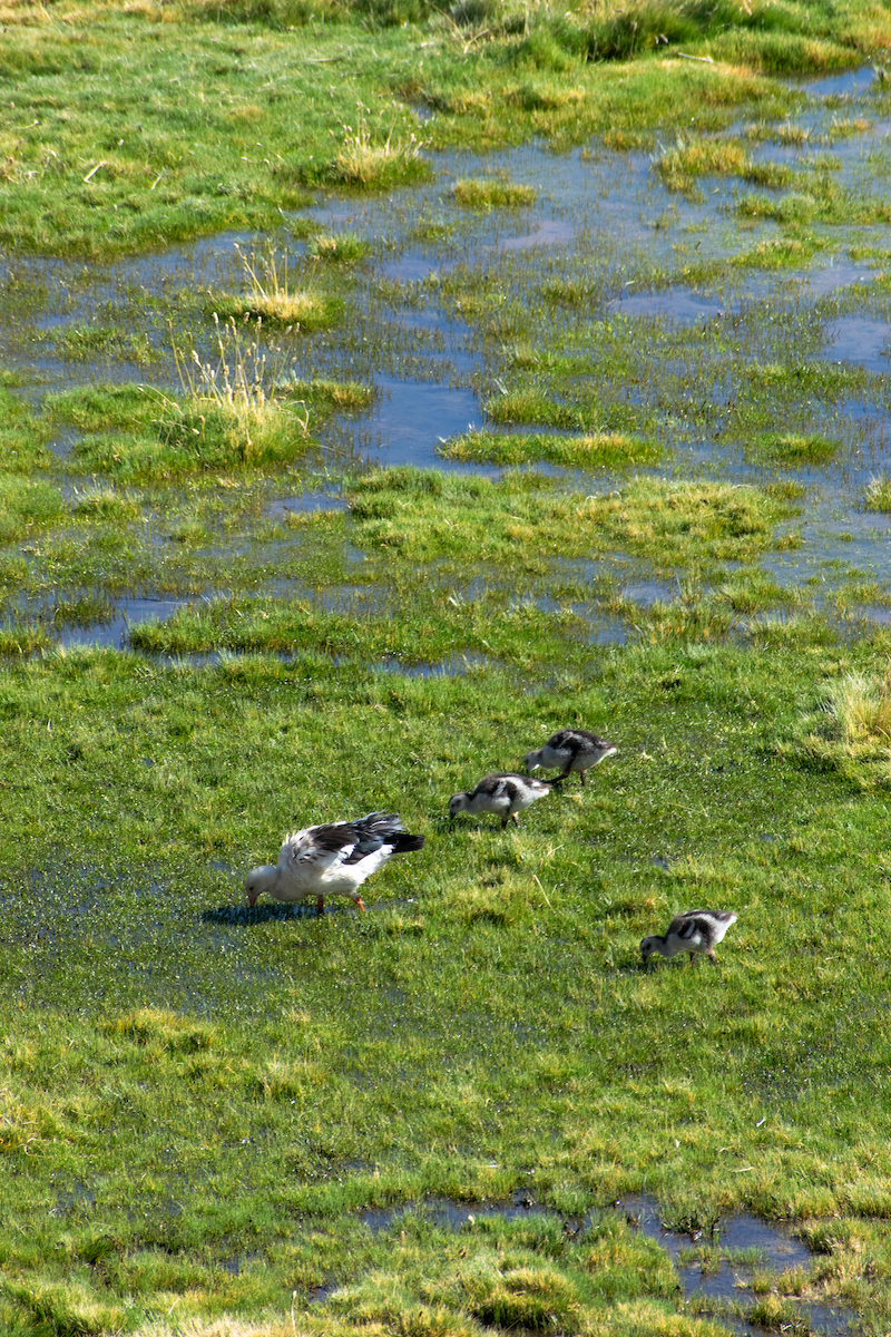 Andean Goose - ML647393818