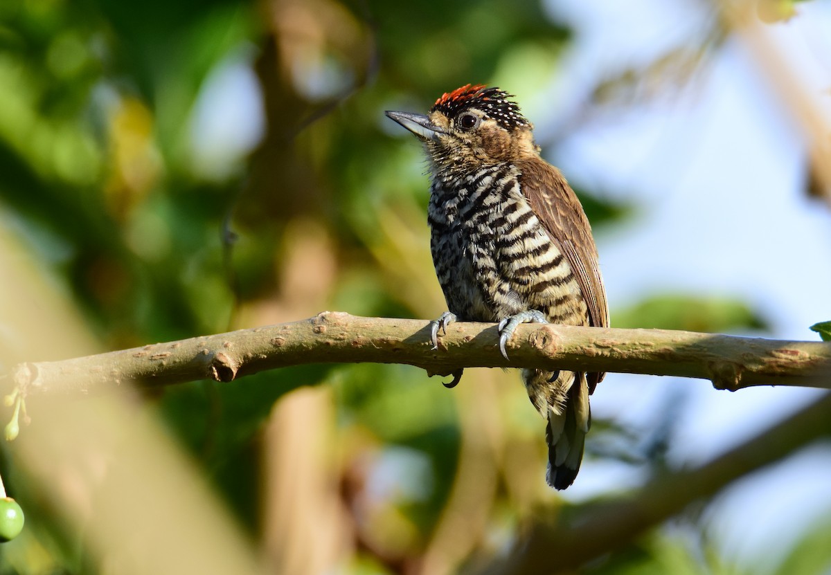 White-barred Piculet - ML647393833