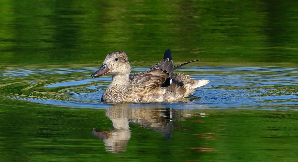 Gadwall - ML647393837