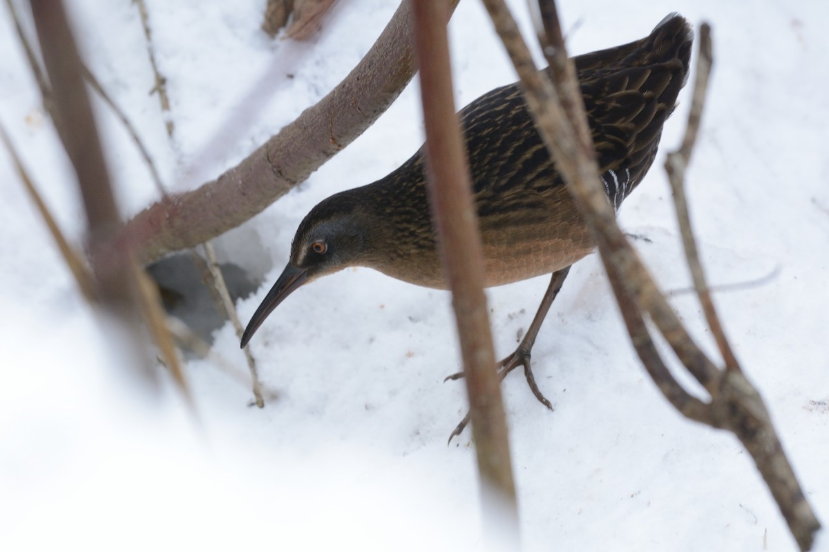 Virginia Rail - ML647393839