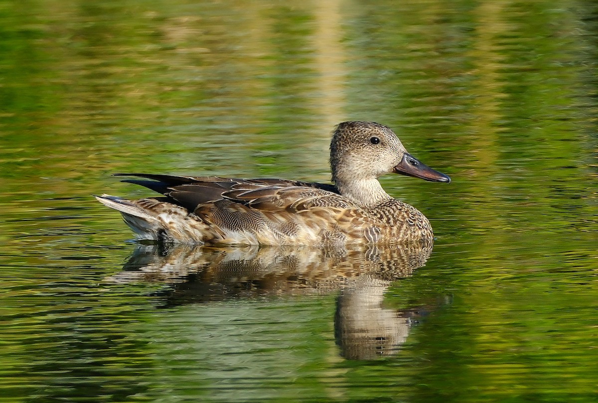 Gadwall - ML647393840