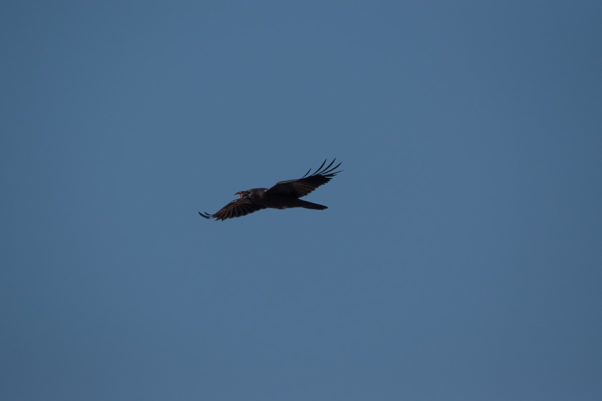 Brown-necked Raven - ML647393841