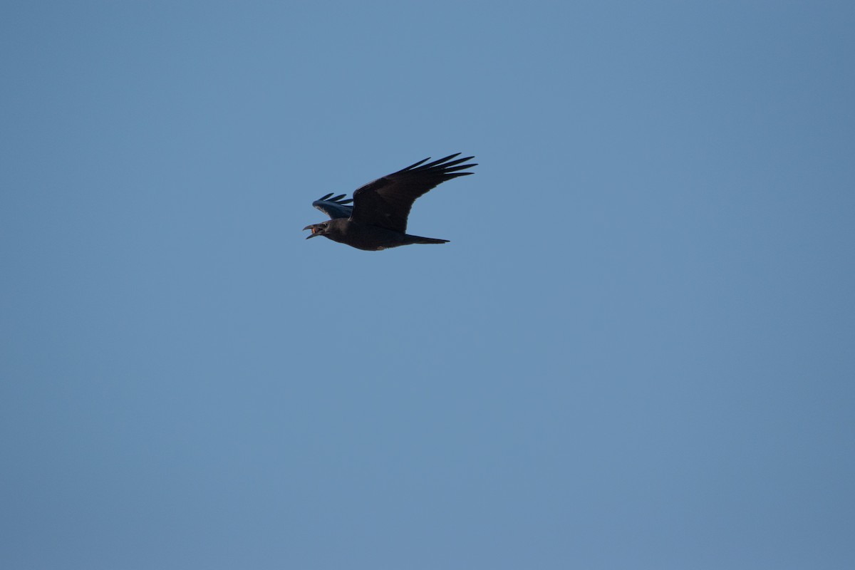 Brown-necked Raven - ML647393842