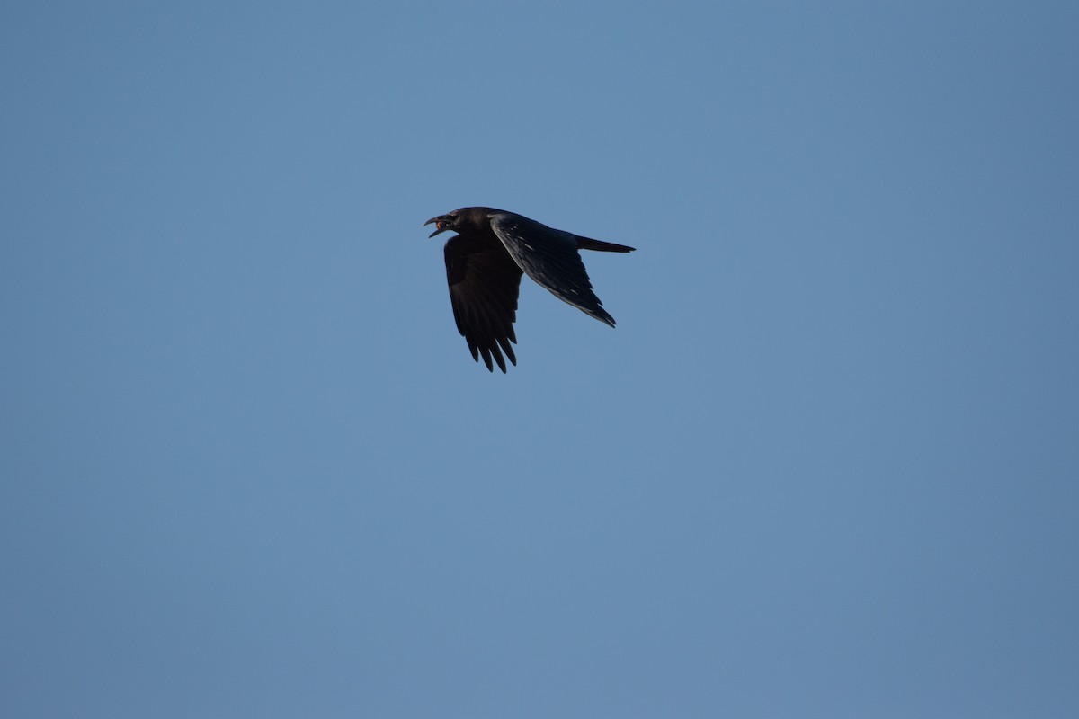 Brown-necked Raven - ML647393843