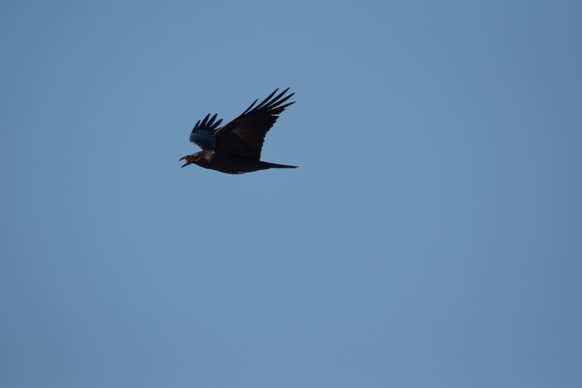 Brown-necked Raven - ML647393844