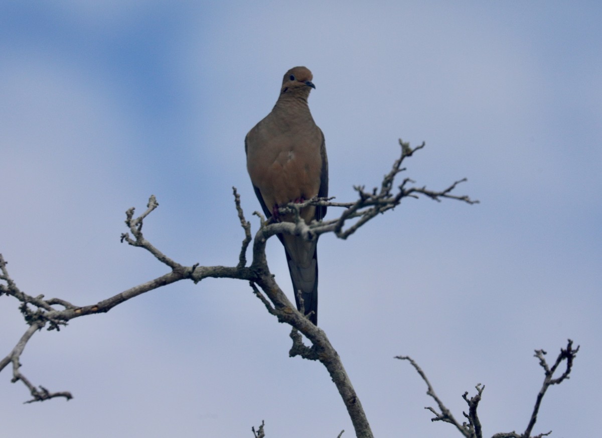 Uzun Kuyruklu Kumru - ML647393851