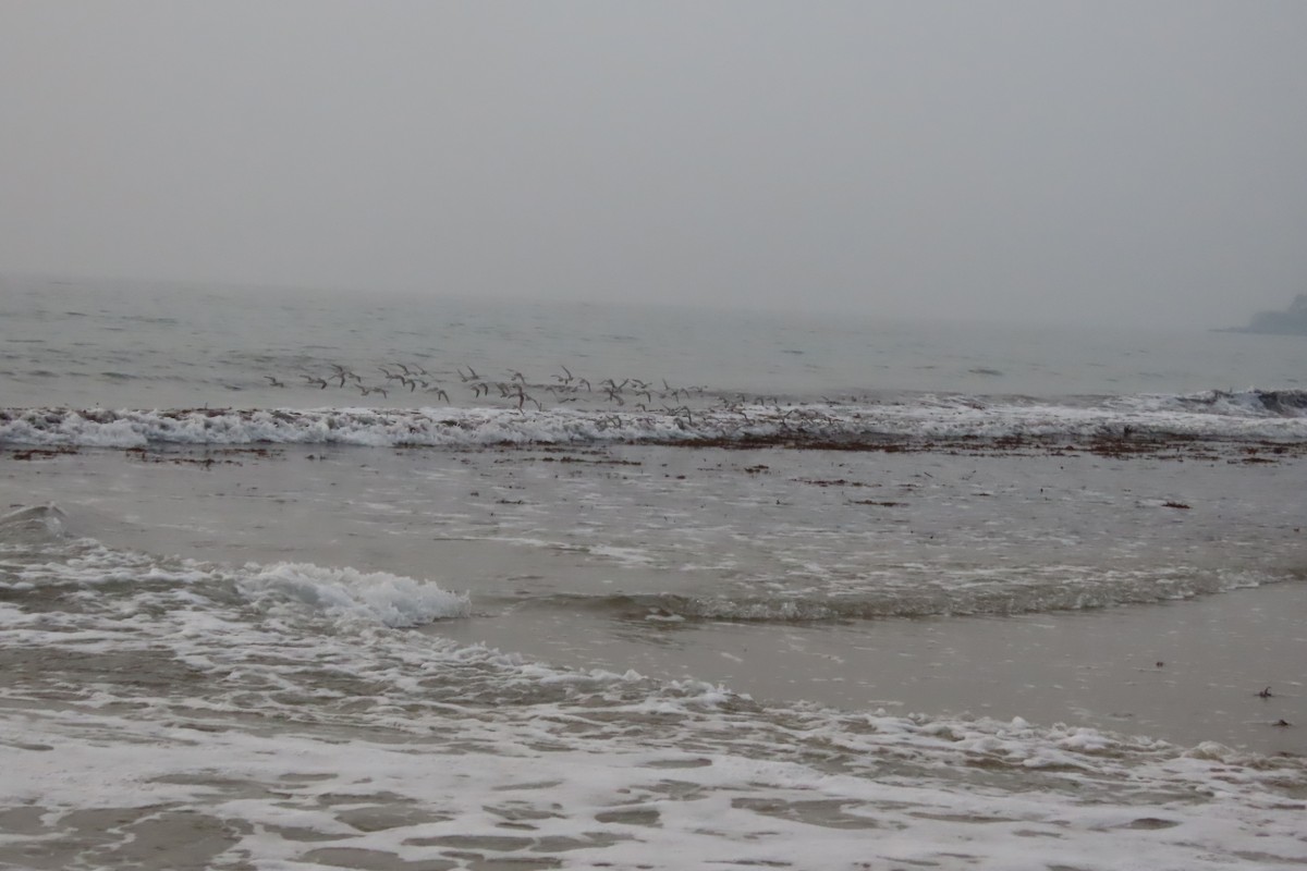 Txirri zuria - ML647393852