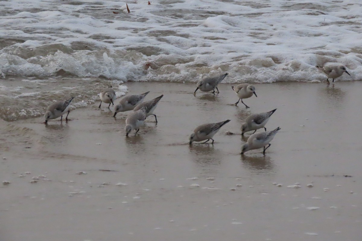 Txirri zuria - ML647393853