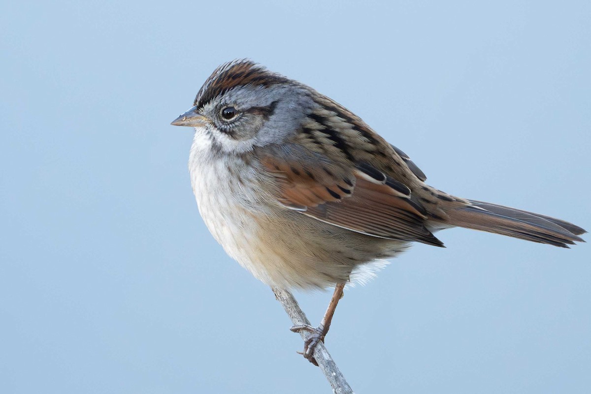 Swamp Sparrow - Bill Wood