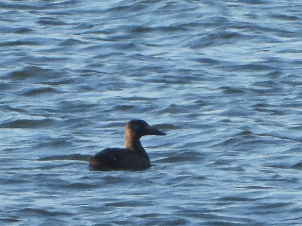 White-winged Scoter - ML647393858