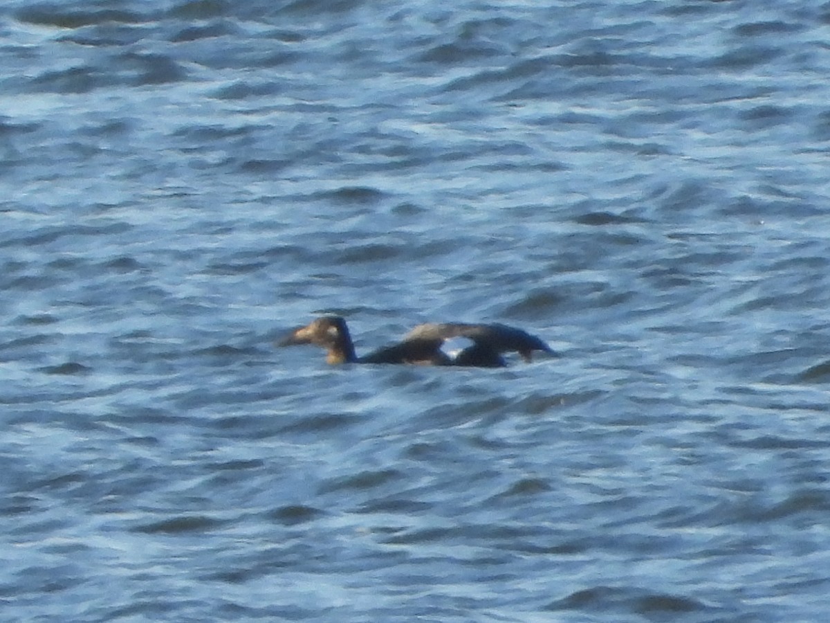 White-winged Scoter - ML647393859