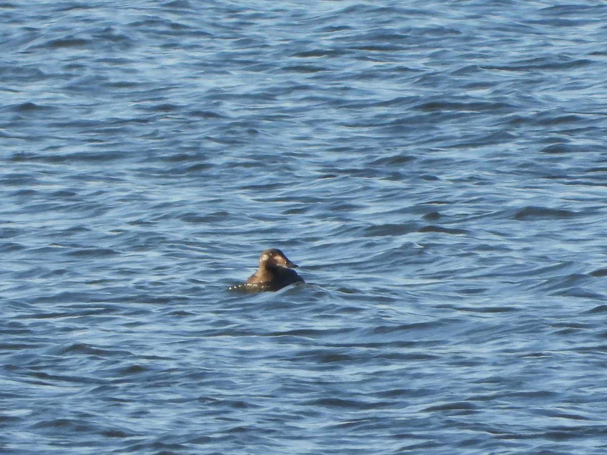 White-winged Scoter - ML647393860