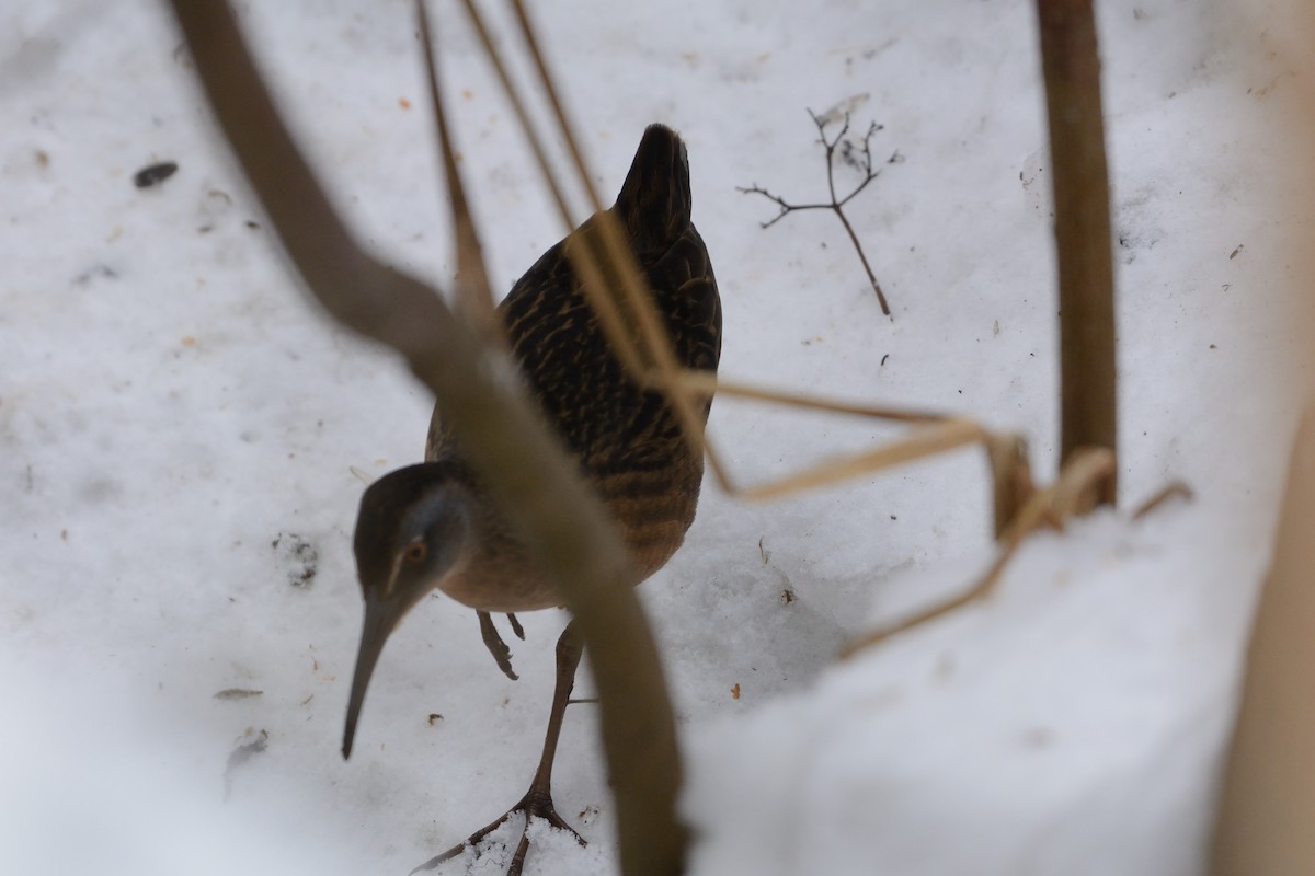 Virginia Rail - ML647393863
