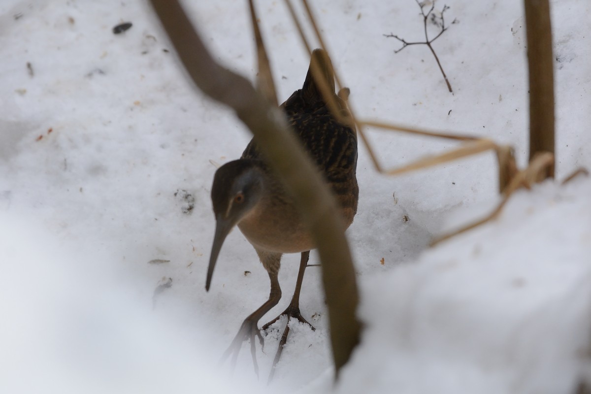 Virginia Rail - ML647393889