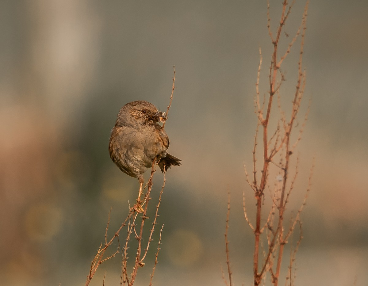Dunnock - ML647393896