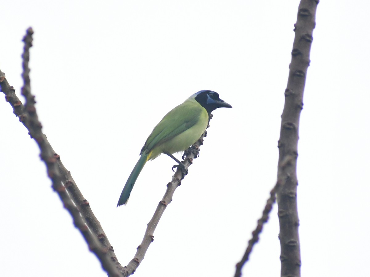 Geai vert - ML647393897