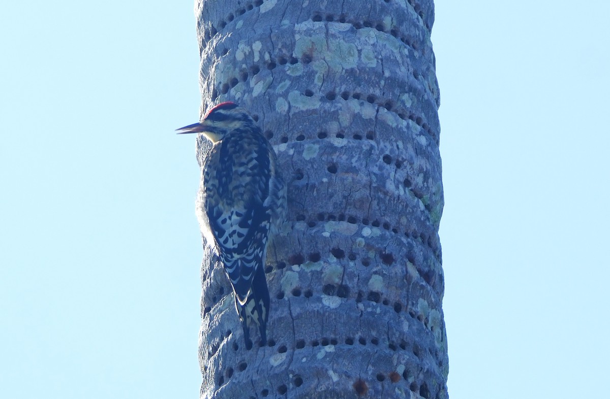 Yellow-bellied Sapsucker - ML647393901