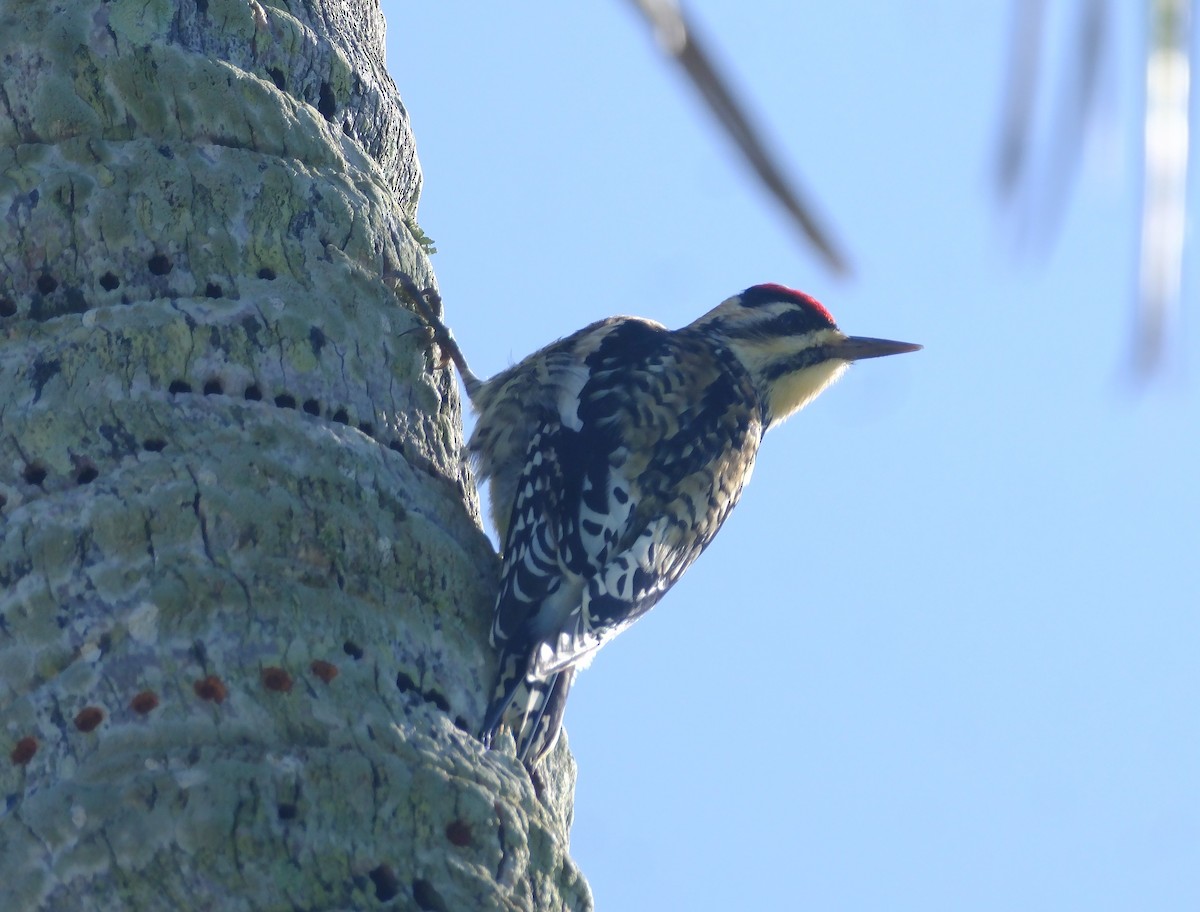 Yellow-bellied Sapsucker - ML647393908