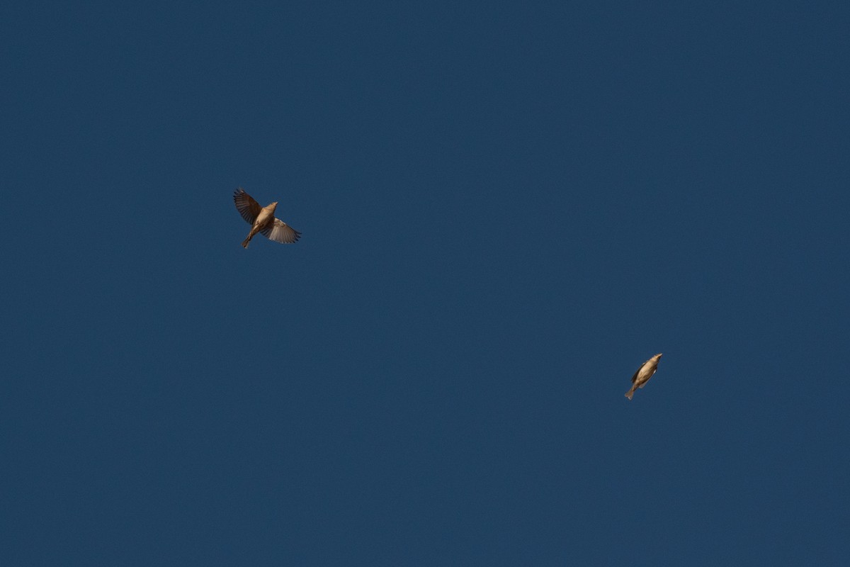 gråspurv - ML647393909