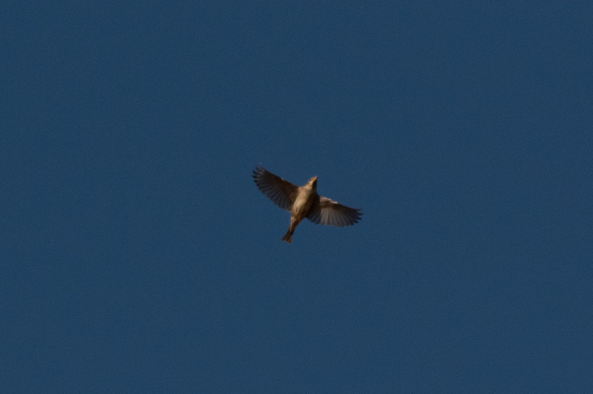 gråspurv - ML647393910