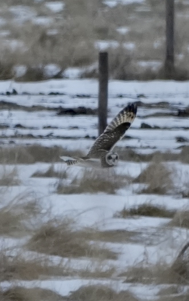 Zingira-hontza - ML647393912