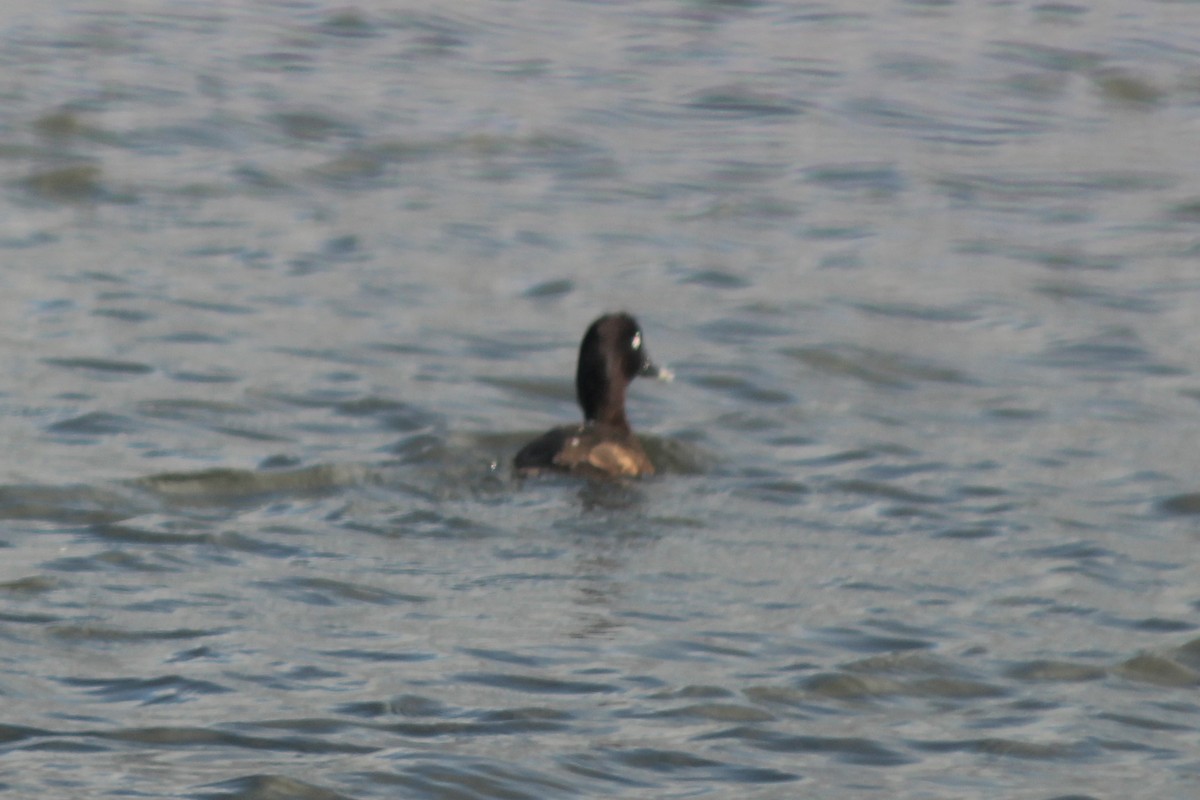 Hardhead - ML647393919