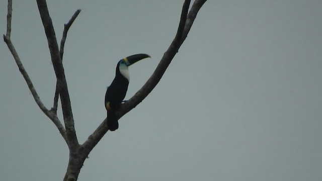 Channel-billed Toucan - ML647393921