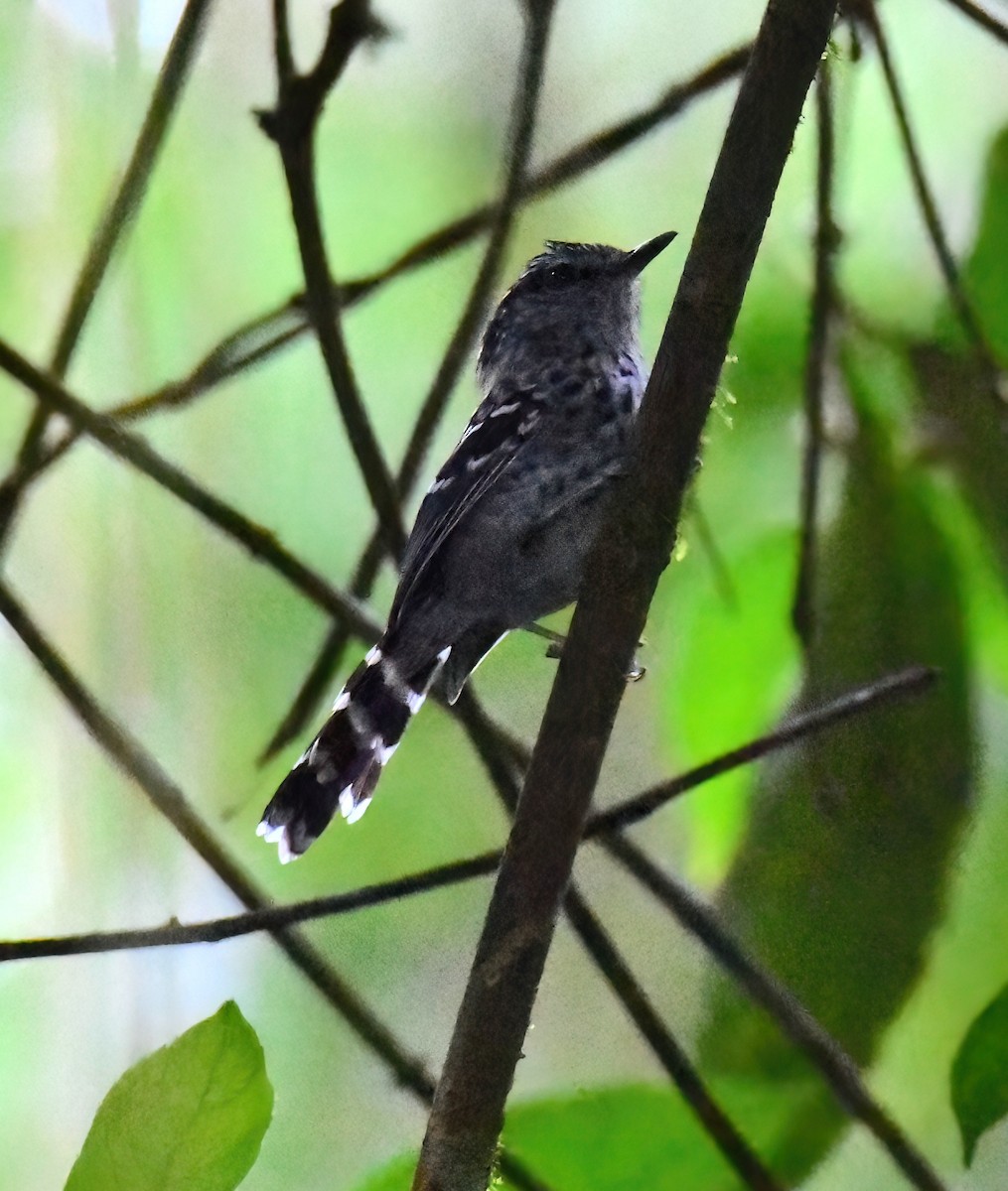 Scaled Antbird - ML647393930