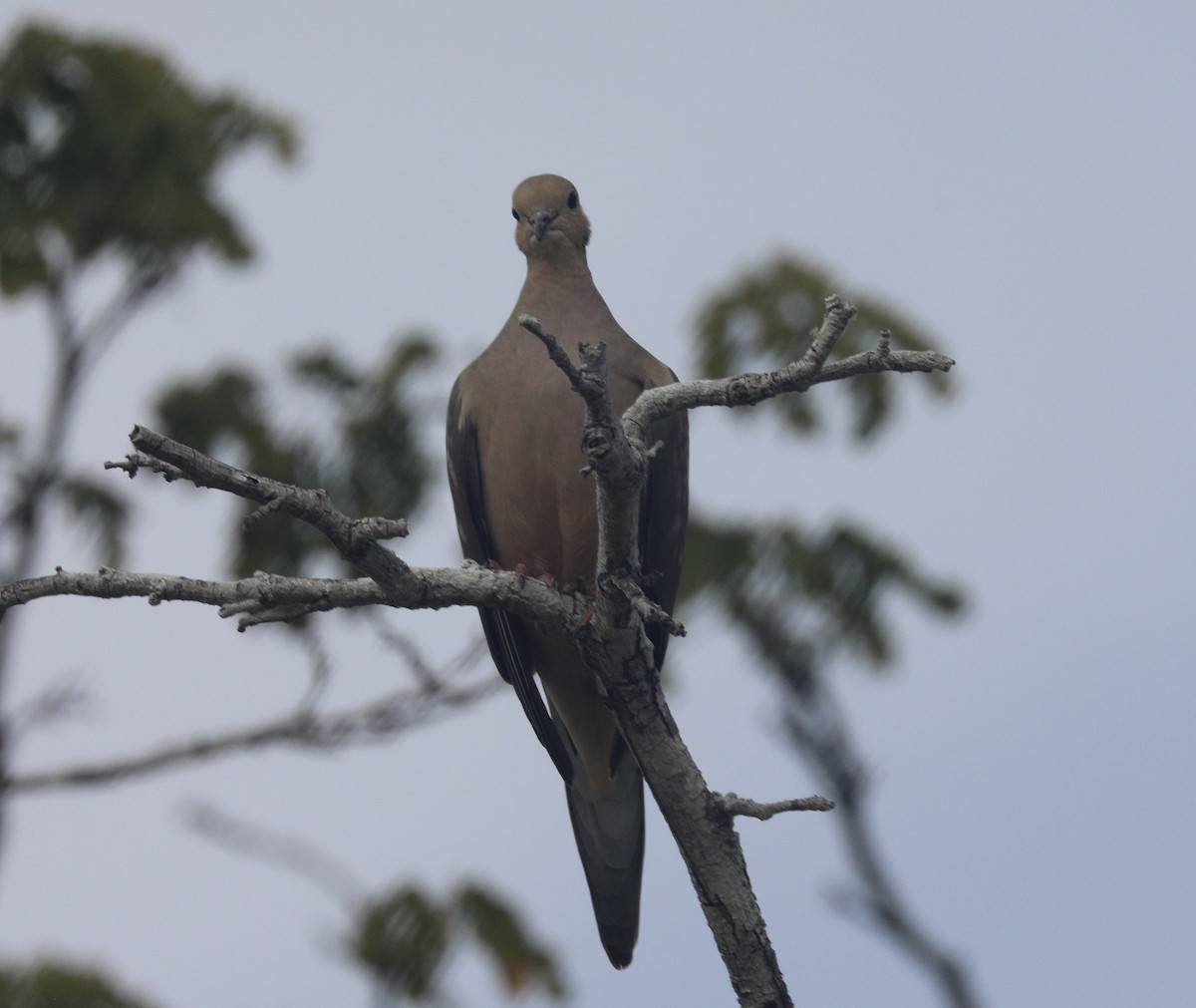 Uzun Kuyruklu Kumru - ML647393931