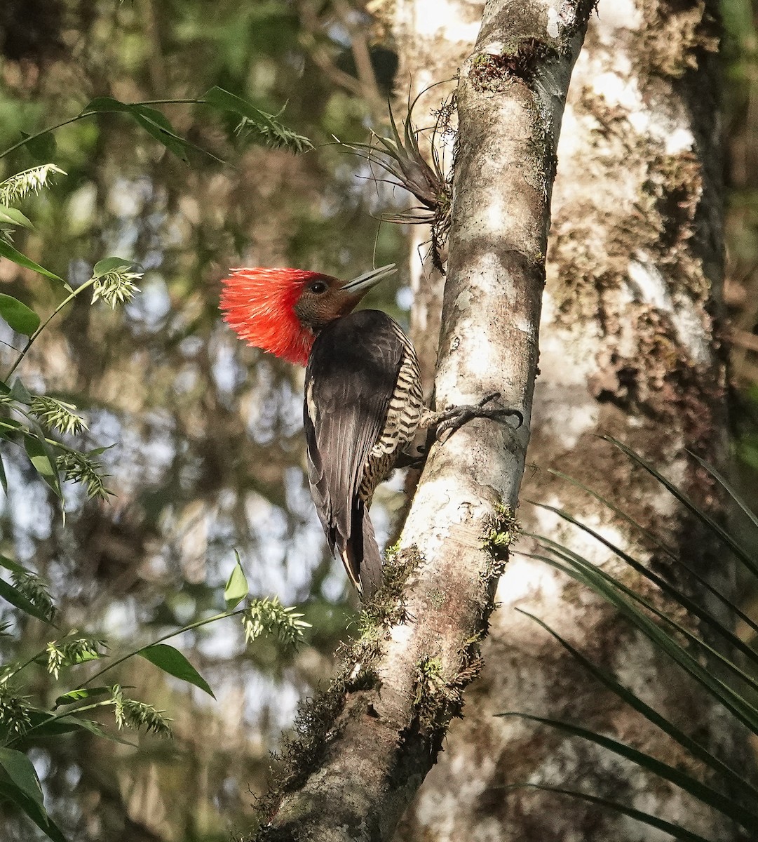 Helmeted Woodpecker - ML647393932