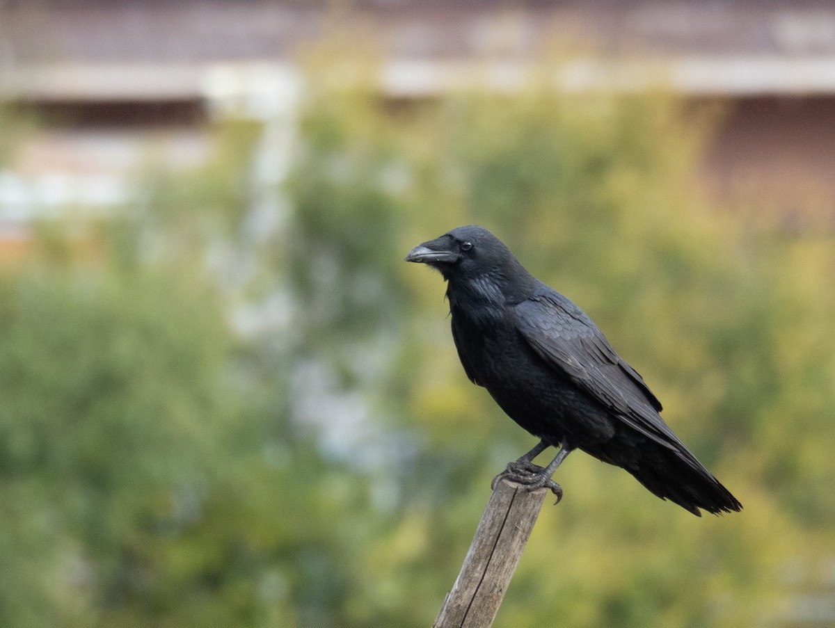 Grand Corbeau - ML647393941