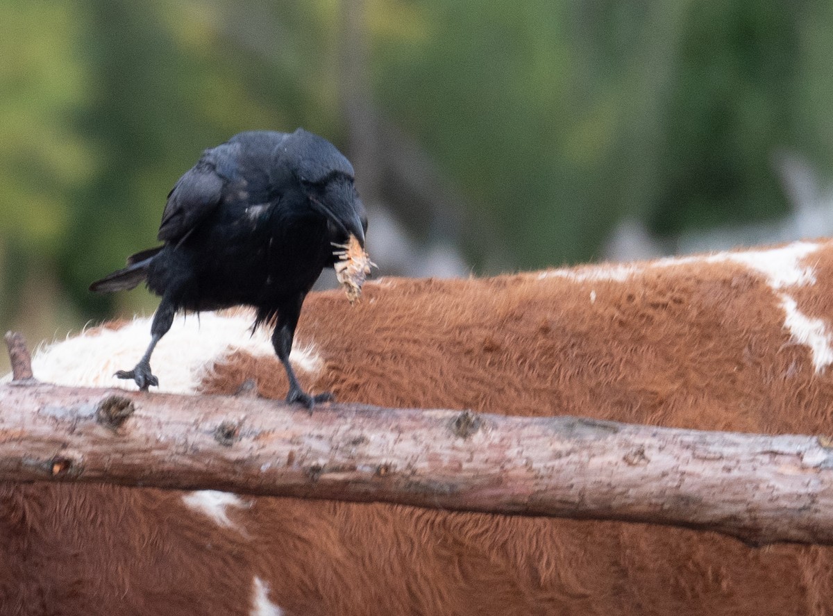 Grand Corbeau - ML647393942