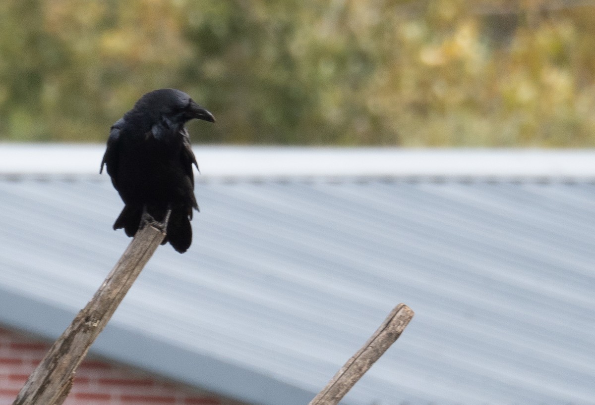 Grand Corbeau - ML647393943