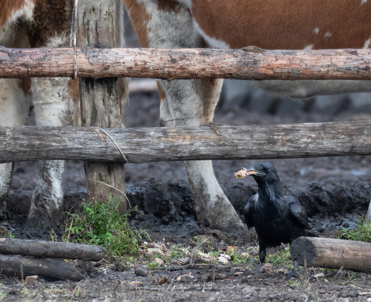 Grand Corbeau - ML647393944