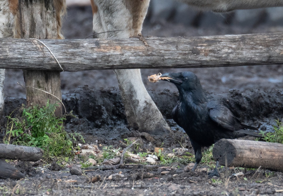 Grand Corbeau - ML647393945