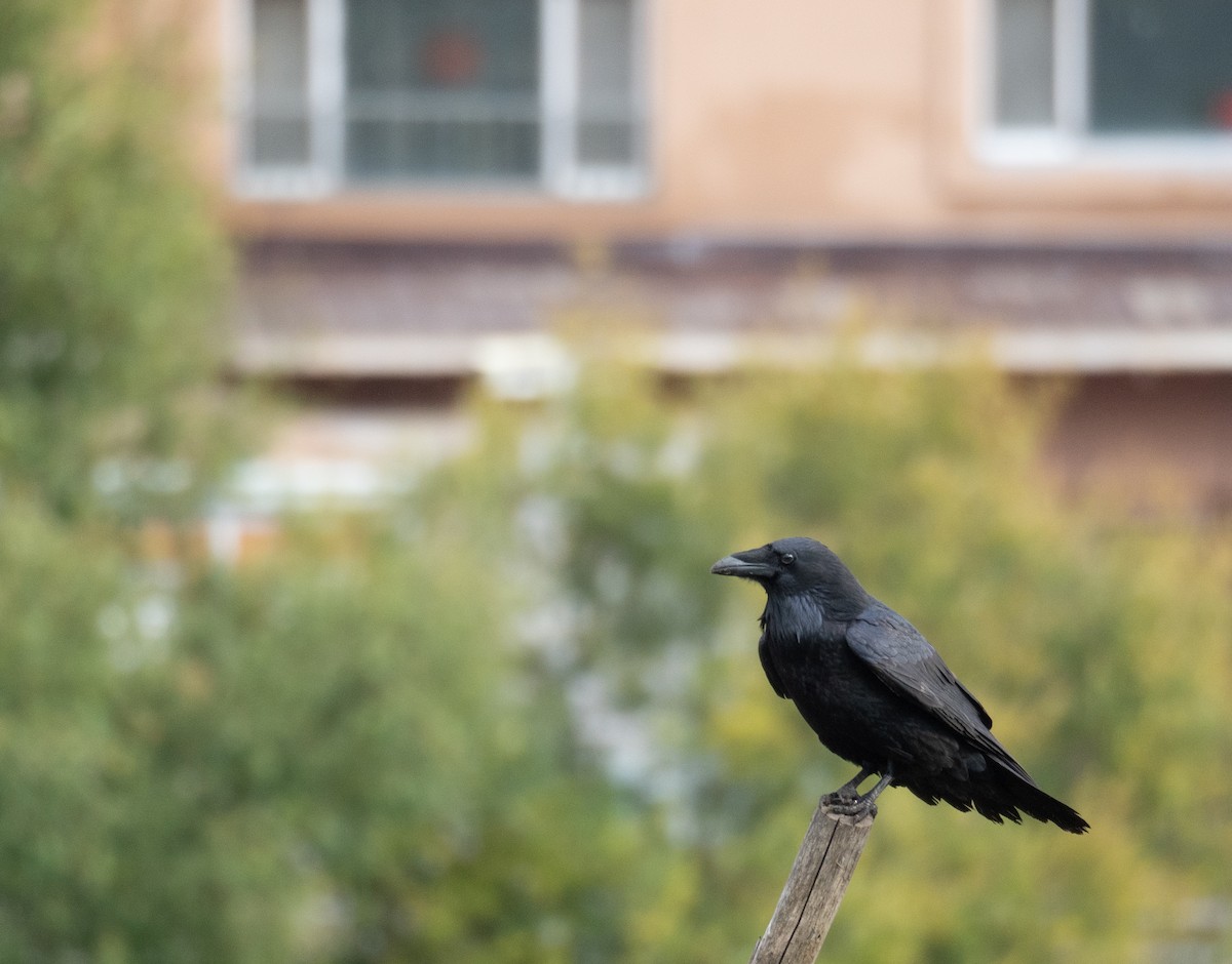 Grand Corbeau - ML647393946