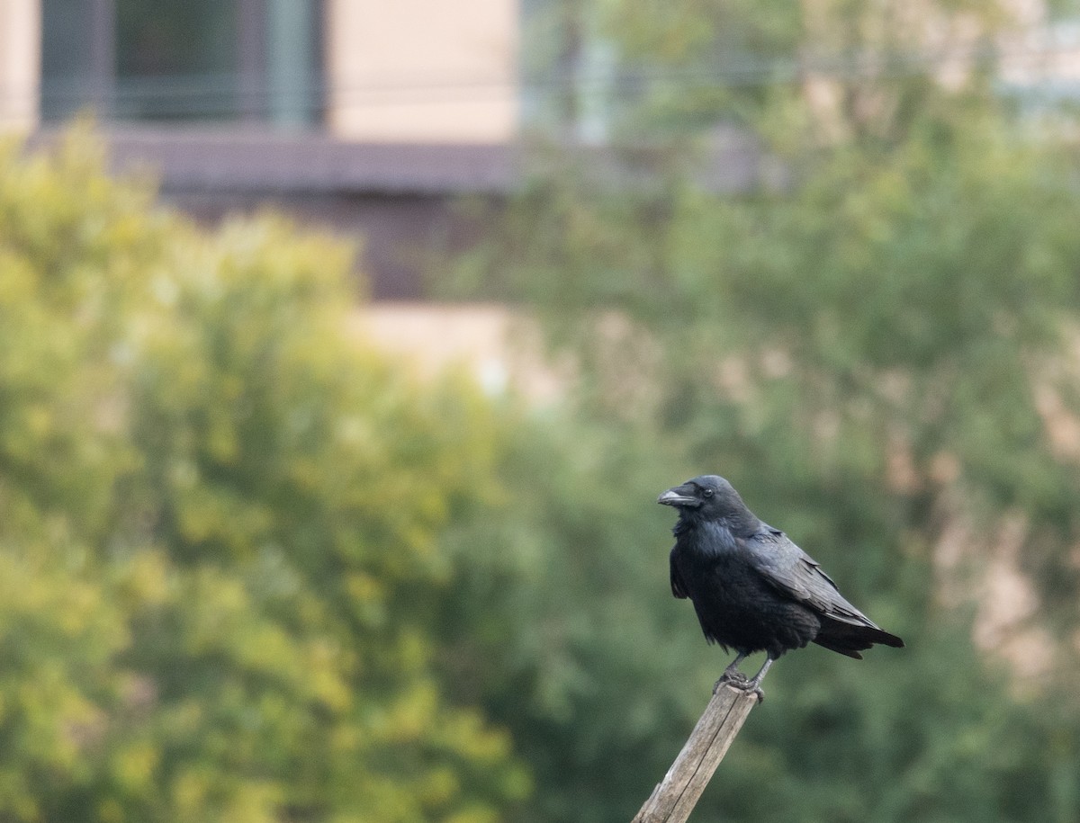 Grand Corbeau - ML647393947