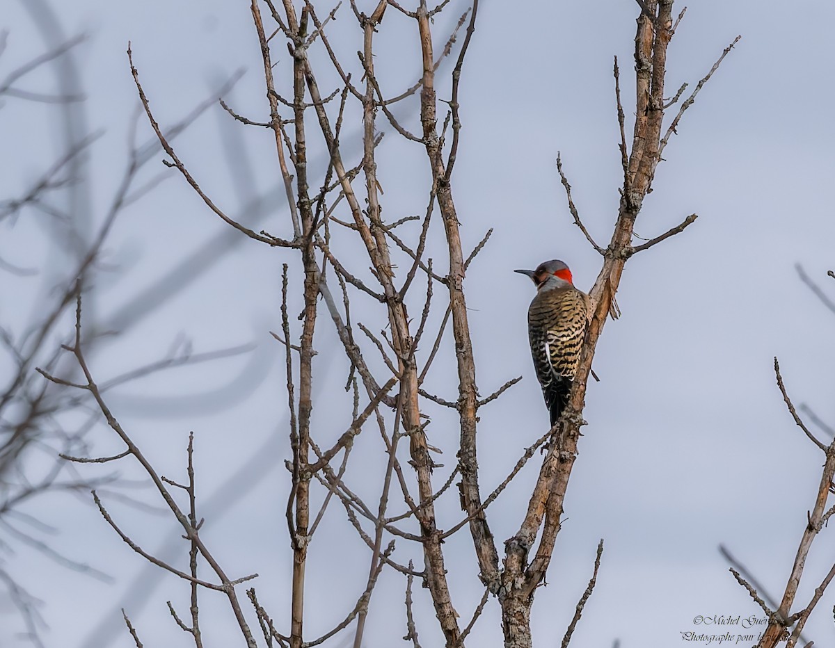 Шилоклювый дятел - ML647393953