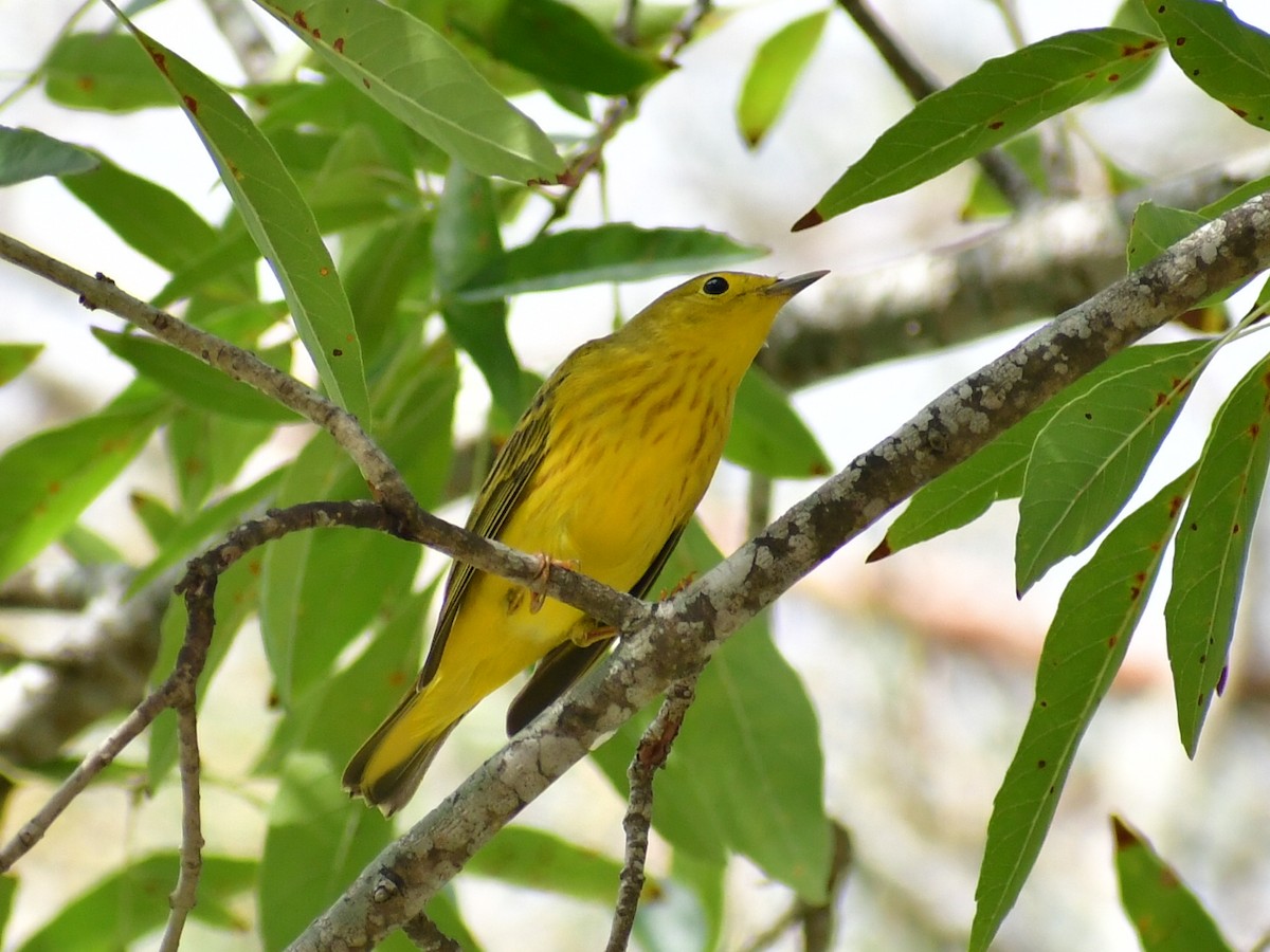 Sarı Ötleğen - ML647393956