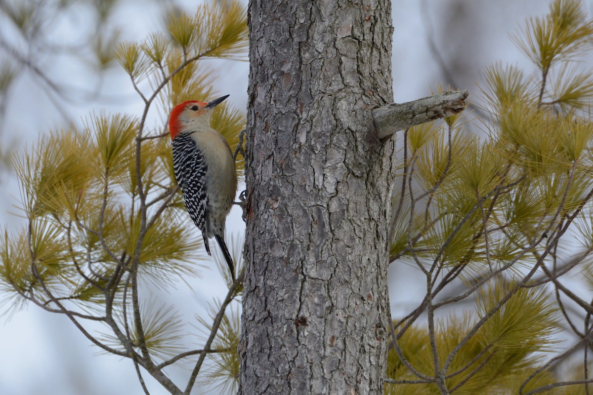 Red-bellied Woodpecker - ML647393964