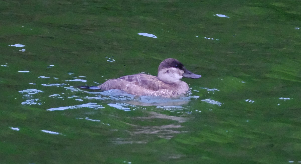 Ruddy Duck - ML647393980