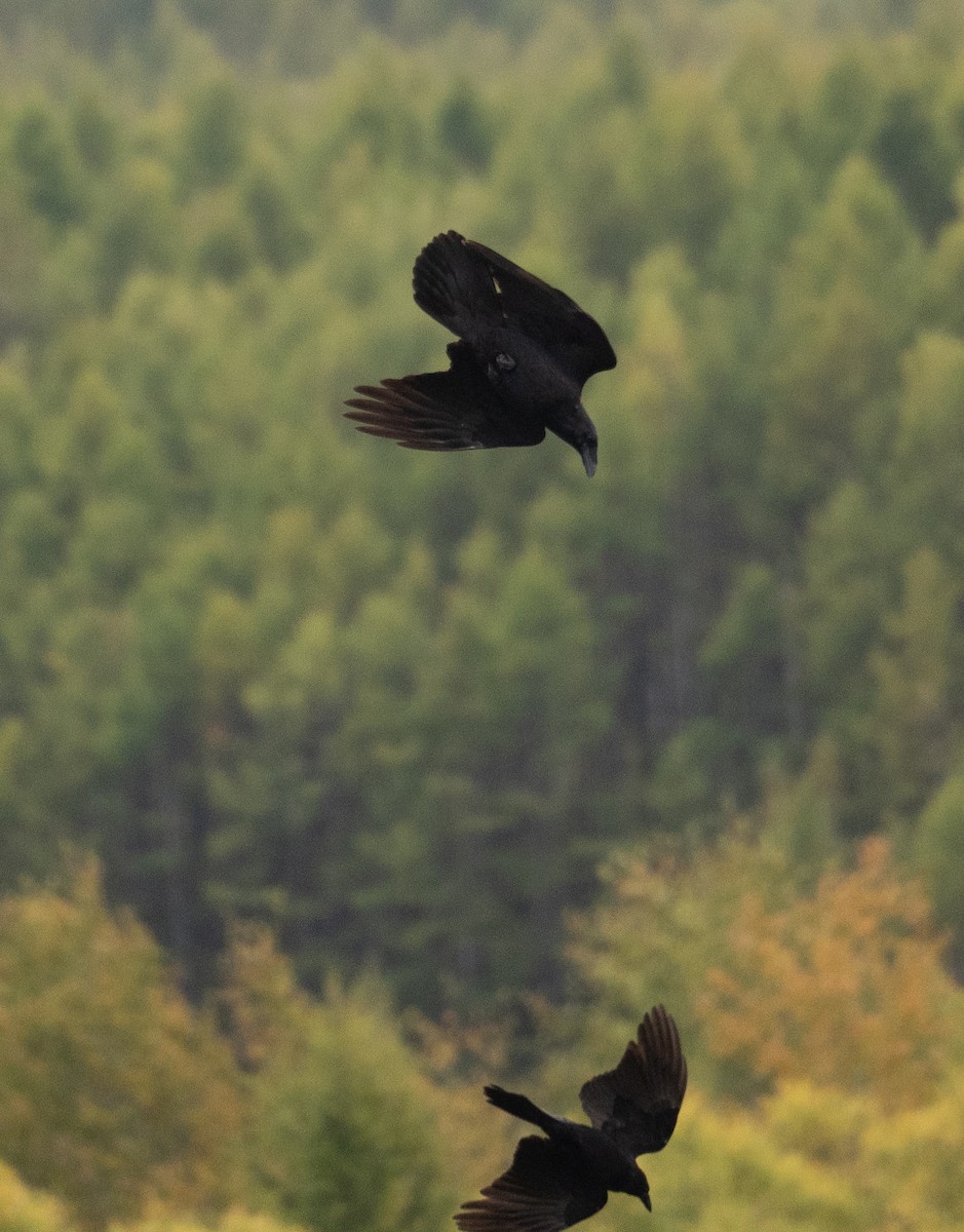 Grand Corbeau - ML647393982