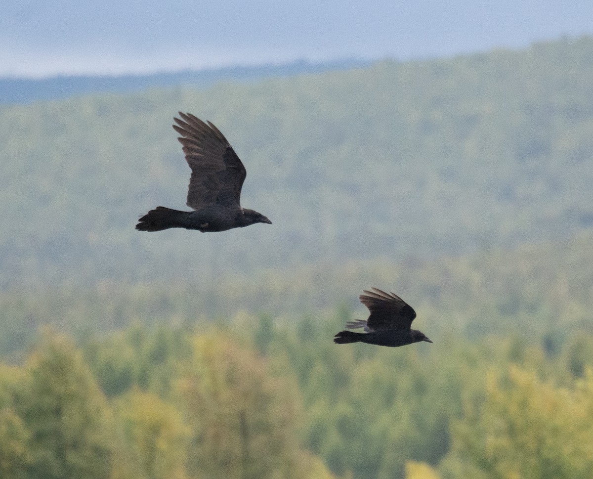 Grand Corbeau - ML647393983